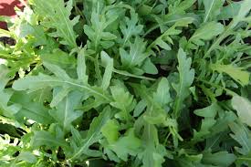 RUCOLA SELVATICA A FOGLIA FRASTAGLIATA GR.50